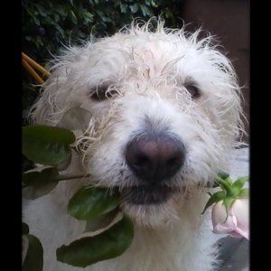 Meet your Posher, Muli